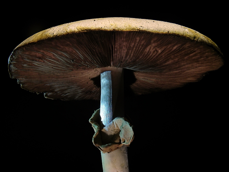 Champignon